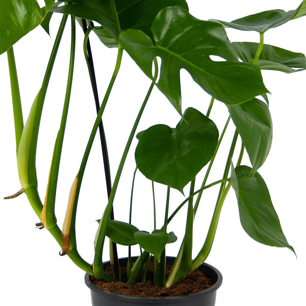Monstera Deliciosa - Gatenplant - P24 H100 - Kamerplant 2 Monstera Deliciosa - Gatenplant - P24 H100 - Kamerplant - Afbeelding 2