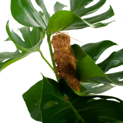 Monstera Deliciosa Op Mosstok - Gatenplant - P19 H80 - Kamerplant -Plantenzadenmest Winkel monstera deliciosa op mosstok gatenplant p19 h80 5