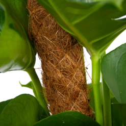 Monstera Deliciosa Op Mosstok - Gatenplant - P19 H80 - Kamerplant -Plantenzadenmest Winkel monstera deliciosa op mosstok gatenplant p19 h80 6