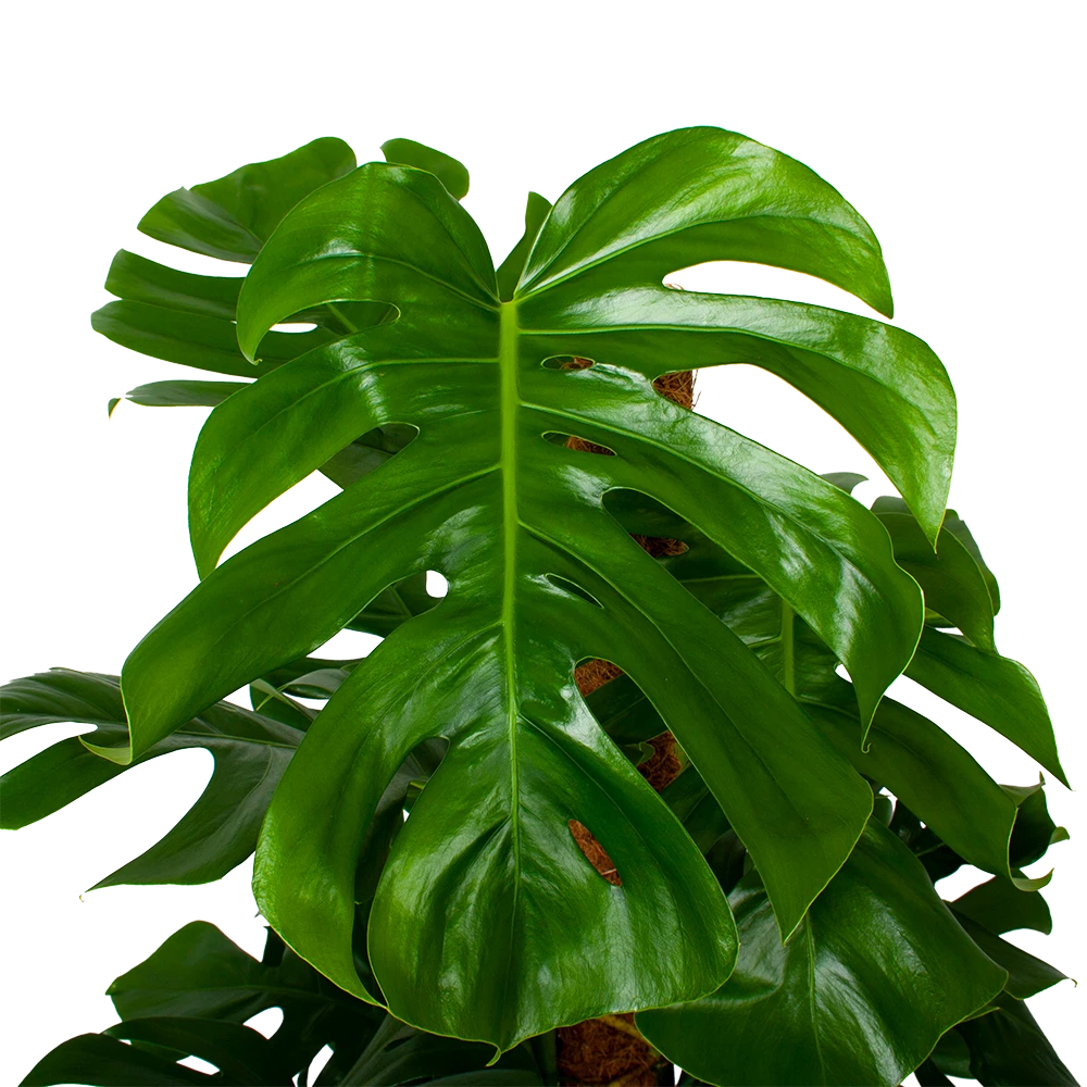 Monstera Deliciosa Op Mosstok - Gatenplant - P24 H120 - Kamerplant 2 Monstera Deliciosa Op Mosstok - Gatenplant - P24 H120 - Kamerplant - Afbeelding 2