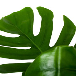 Monstera Deliciosa Op Mosstok - Gatenplant - P24 H120 - Kamerplant 6 Monstera Deliciosa Op Mosstok - Gatenplant - P24 H120 - Kamerplant -Plantenzadenmest Winkel monstera deliciosa op mosstok gatenplant p24 h120 6