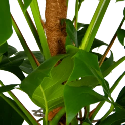 Monstera Deliciosa Op Mosstok - Gatenplant - P24 H150 - Kamerplant -Plantenzadenmest Winkel monstera deliciosa op mosstok gatenplant p24 h150 6