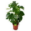 Monstera Deliciosa Op Mosstok - Gatenplant - P27 H120 - Kamerplant
