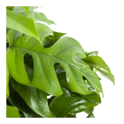 Monstera Minima - Gatenplant - In Hangpot - P27 H30 - Kamerplant 6 Monstera Minima - Gatenplant - In Hangpot - P27 H30 - Kamerplant -Plantenzadenmest Winkel monstera minima gatenplant in hangpot p27 h30 6