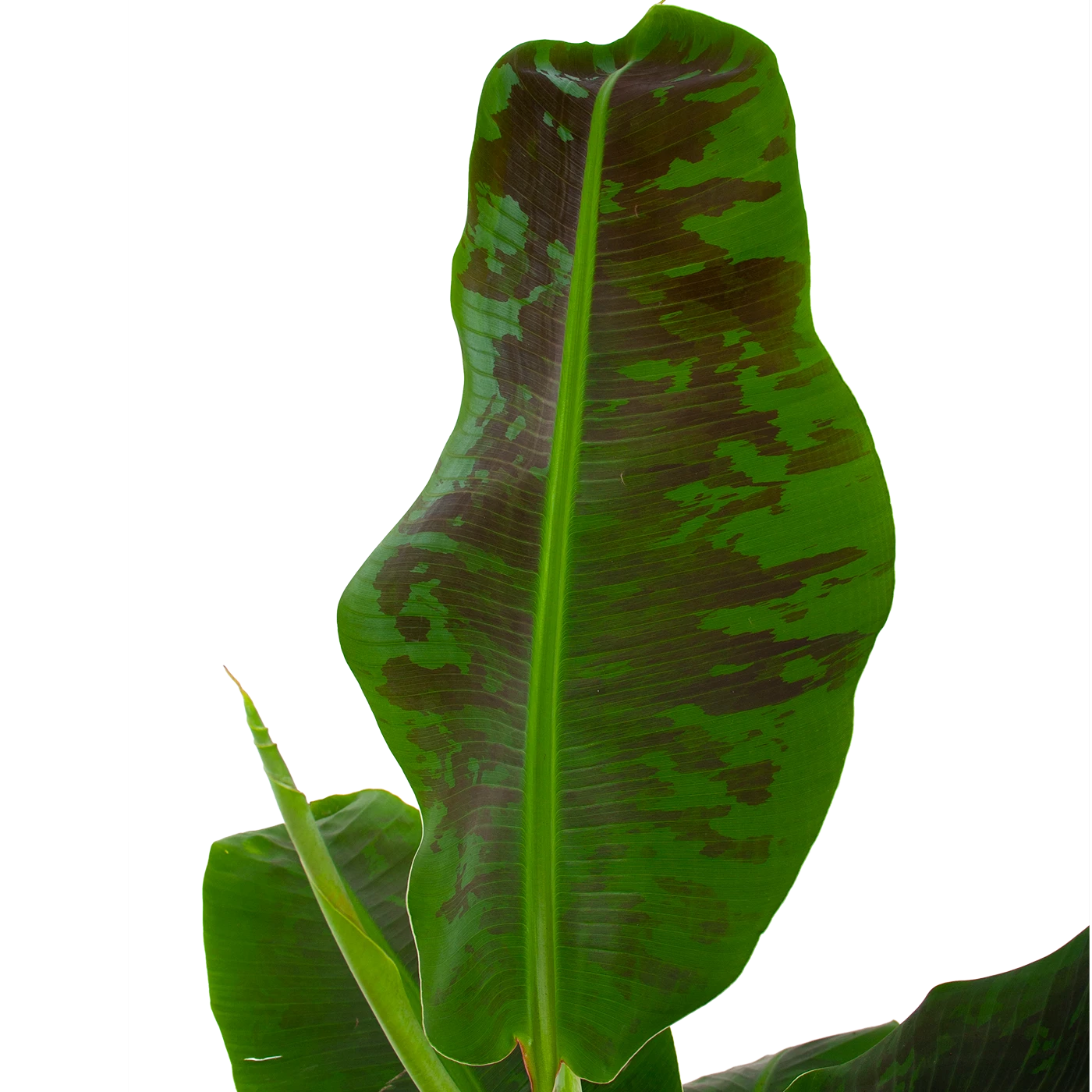 Musa Dwarf Cavendish - Bananenplant - P21 H90 - Kamerplant 2 Musa Dwarf Cavendish - Bananenplant - P21 H90 - Kamerplant - Afbeelding 2