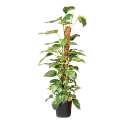 Nature - Kokosplantstok H120cm U00f860mm 6 Nature - Kokosplantstok H120cm U00f860mm -Plantenzadenmest Winkel nature kokosplantstok h120cm o60mm 3 2