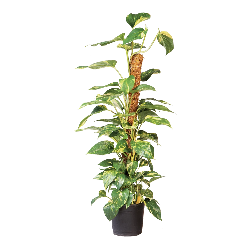 Nature - Kokosplantstok H120cm U00f860mm 3 Nature - Kokosplantstok H120cm U00f860mm - Afbeelding 3