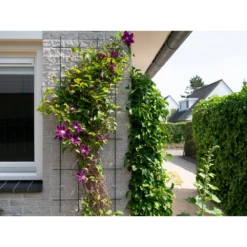 Nature - Metalen Klimrek Geplastificeerd Grijs H145x57cm 6 Nature - Metalen Klimrek Geplastificeerd Grijs H145x57cm -Plantenzadenmest Winkel nature metalen klimrek geplastificeerd grijs h145x57cm 3 2