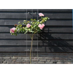 Nature - Metalen Klimrek Geplastificeerd Groen H145x42,5cm 6 Nature - Metalen Klimrek Geplastificeerd Groen H145x42,5cm -Plantenzadenmest Winkel nature metalen klimrek geplastificeerd groen h145x42 5cm 3 2