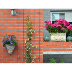 Nature - Metalen Klimrek Geplastificeerd Groen H145x72,5cm 6 Nature - Metalen Klimrek Geplastificeerd Groen H145x72,5cm -Plantenzadenmest Winkel nature metalen klimrek geplastificeerd groen h145x72 5cm 3 2