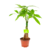 Pachira Aquatica - Geldboom - P12 H45 - Kamerplant