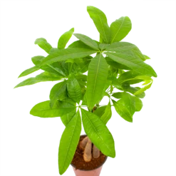 Pachira Aquatica - Geldboom - P12 H45 - Kamerplant 6 Pachira Aquatica - Geldboom - P12 H45 - Kamerplant -Plantenzadenmest Winkel pachira aquatica geldboom p12 h45 6