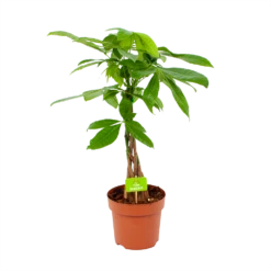 Pachira Aquatica - Geldboom - P17 H60 - Kamerplant