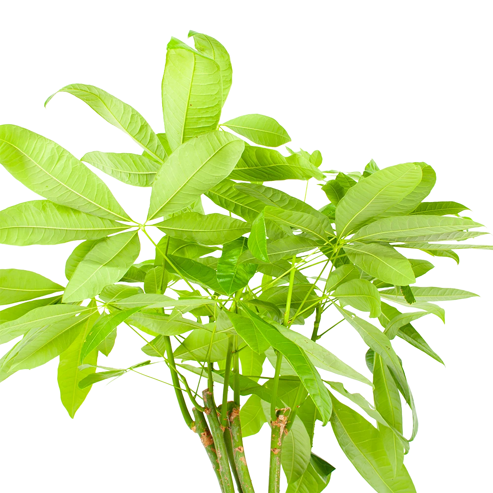 Pachira Aquatica - Geldboom - P24 H135 - Kamerplant 3 Pachira Aquatica - Geldboom - P24 H135 - Kamerplant - Afbeelding 3