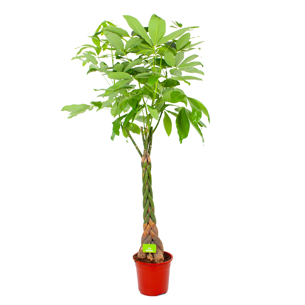 Pachira Aquatica - Geldboom - P27 H150 - Kamerplant 1 Pachira Aquatica - Geldboom - P27 H150 - Kamerplant
