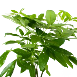Pachira Aquatica - Geldboom - P27 H150 - Kamerplant 6 Pachira Aquatica - Geldboom - P27 H150 - Kamerplant -Plantenzadenmest Winkel pachira aquatica geldboom p27 h150 6