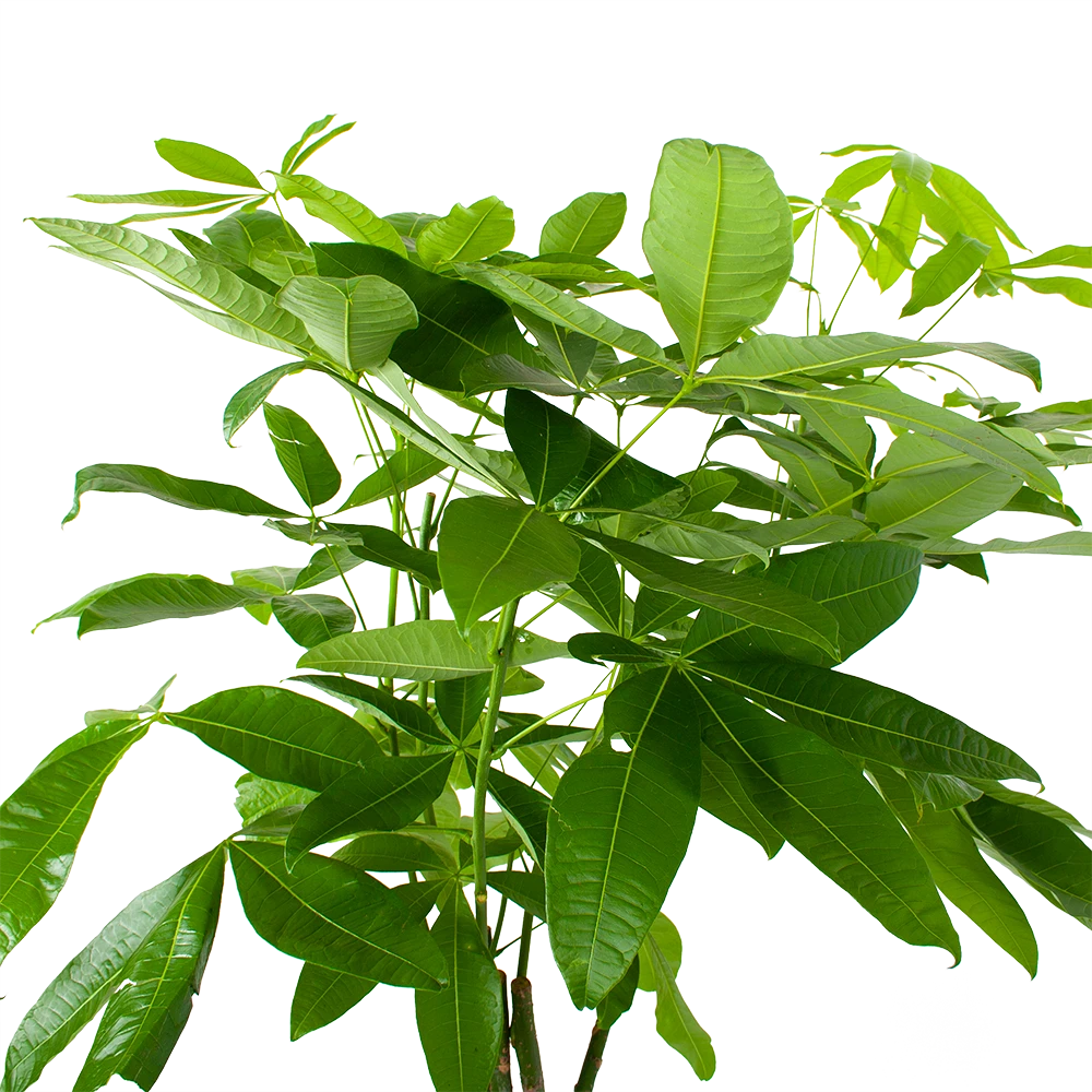 Pachira Aquatica - Geldboom - P27 H150 - Kamerplant 3 Pachira Aquatica - Geldboom - P27 H150 - Kamerplant - Afbeelding 3