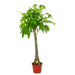 Pachira Aquatica - Geldboom - P35 H190 - Kamerplant