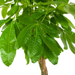 Pachira Aquatica - Geldboom - P35 H190 - Kamerplant 6 Pachira Aquatica - Geldboom - P35 H190 - Kamerplant -Plantenzadenmest Winkel pachira aquatica geldboom p35 h190 6