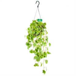 Peperomia Scandens Variegata - In Hangpot - P17 H30 - Kamerplant