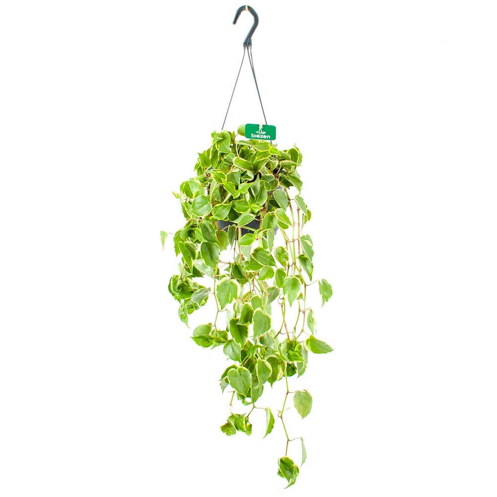Peperomia Scandens Variegata - In Hangpot - P17 H30 - Kamerplant 1 Peperomia Scandens Variegata - In Hangpot - P17 H30 - Kamerplant