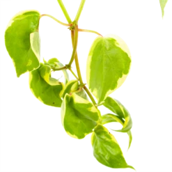 Peperomia Scandens Variegata - In Hangpot - P17 H30 - Kamerplant 6 Peperomia Scandens Variegata - In Hangpot - P17 H30 - Kamerplant -Plantenzadenmest Winkel peperomia scandens variegata in hangpot p17 h30 6