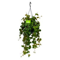 Peperomia Tetraphylla - In Hangpot - P15 H25 - Kamerplant