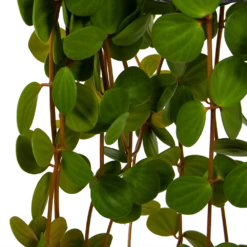 Peperomia Tetraphylla - In Hangpot - P15 H25 - Kamerplant 6 Peperomia Tetraphylla - In Hangpot - P15 H25 - Kamerplant -Plantenzadenmest Winkel peperomia tetraphylla in hangpot p15 h25 6