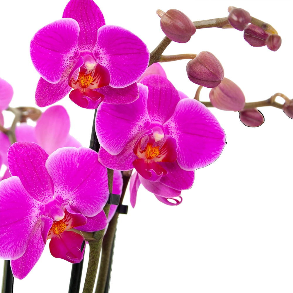 3 Taks Phalaenopsis Evolution - Vlinderorchidee - P12 H60 - Kamerplant 2 3 Taks Phalaenopsis Evolution - Vlinderorchidee - P12 H60 - Kamerplant - Afbeelding 2