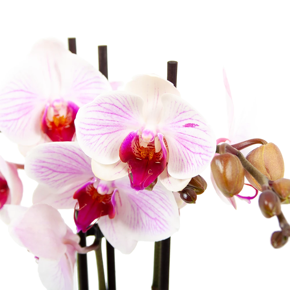 3 Taks Phalaenopsis Denver - Vlinderorchidee - P12 H60 - Kamerplant 2 3 Taks Phalaenopsis Denver - Vlinderorchidee - P12 H60 - Kamerplant - Afbeelding 2