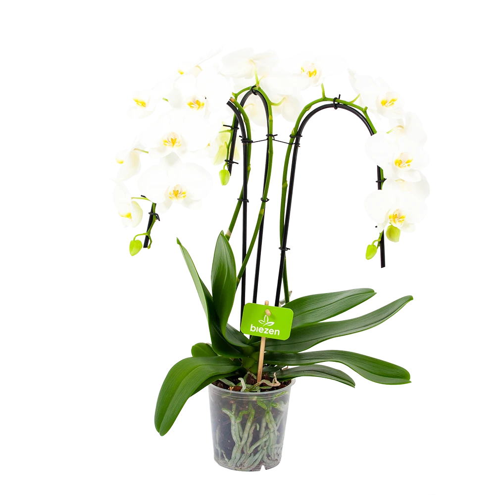 Phalaenopsis - Vlinderorchidee - 3 Taks - Waterfall - P12 H60 Wit - Kamerplant 1 Phalaenopsis - Vlinderorchidee - 3 Taks - Waterfall - P12 H60 Wit - Kamerplant