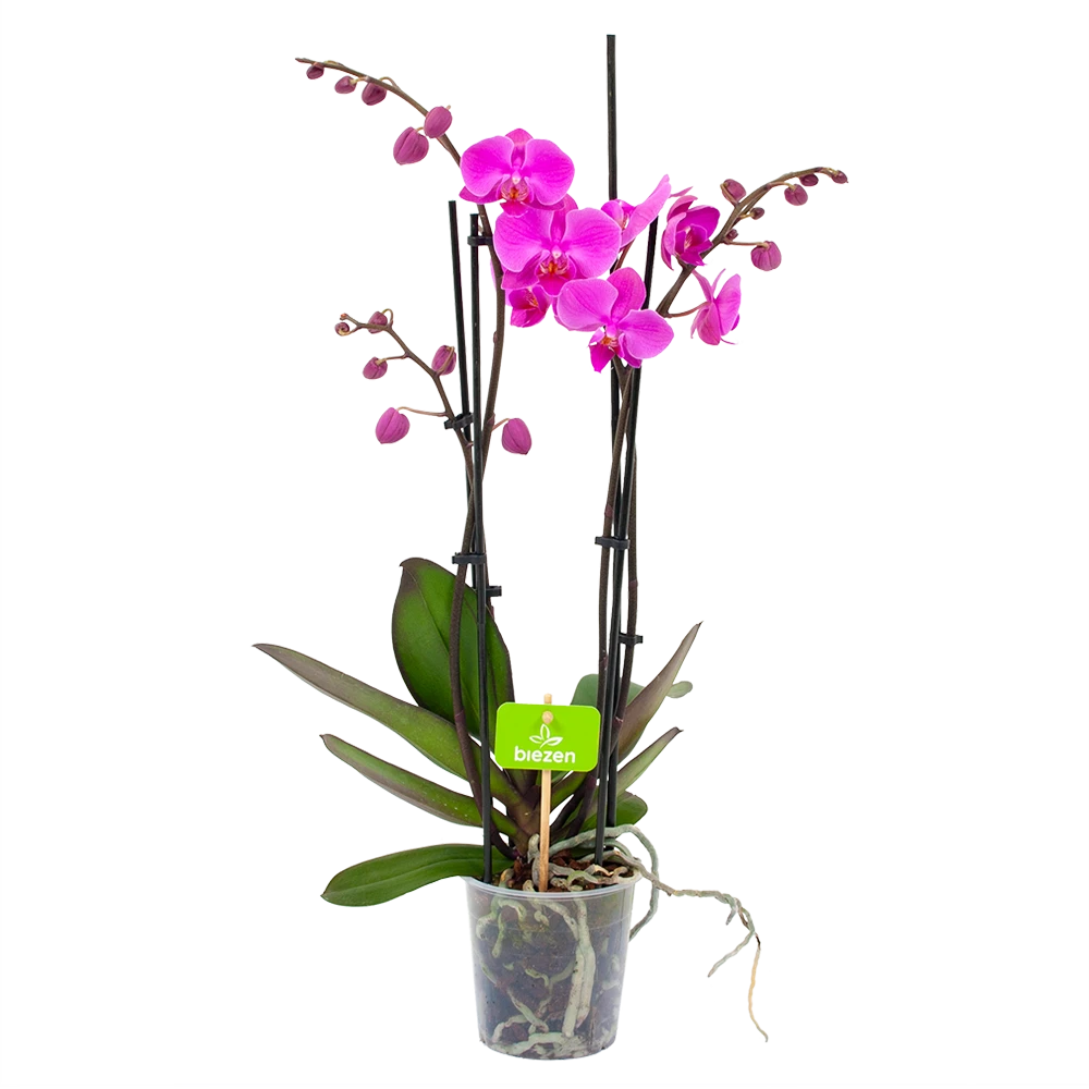 4 Taks Phalaenopsis Evolution - Vlinderorchidee - P12 H60 - Kamerplant 1 4 Taks Phalaenopsis Evolution - Vlinderorchidee - P12 H60 - Kamerplant