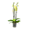 4 Taks Phalaenopsis Volterra - Vlinderorchidee - P12 H60 - Kamerplant
