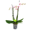 4 Taks Phalaenopsis Denver - Vlinderorchidee - P12 H60 - Kamerplant