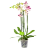 4 Taks Phalaenopsis Marrakesh - Vlinderorchidee - P12 H60 - Kamerplant