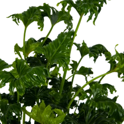 Philodendron Atlantis - P21 H75 - Kamerplant -Plantenzadenmest Winkel philodendron atlantis p21 h75 kamerplant 4
