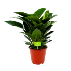 Philodendron Congo Apple - P19 H60 - Kamerplant