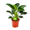 Philodendron Green Princess - P17 H50 - Kamerplant