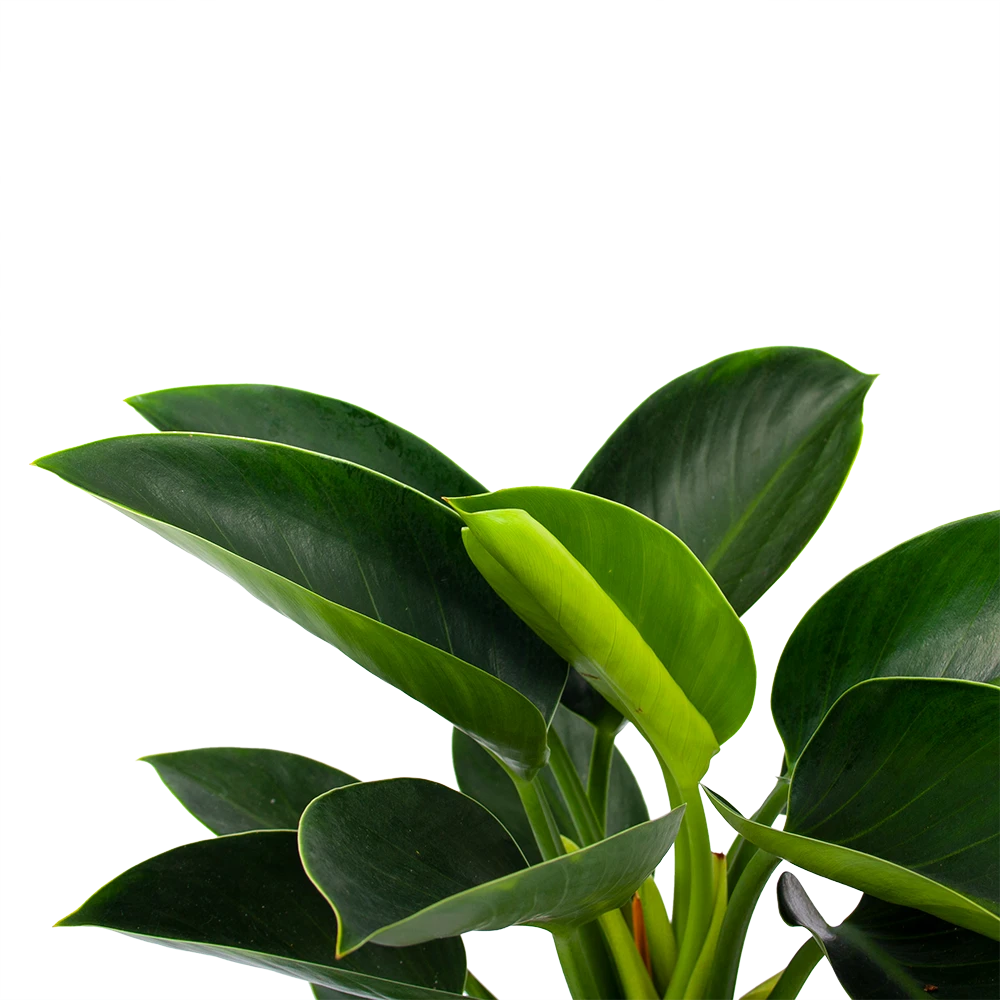 Philodendron Green Princess - P17 H50 - Kamerplant 2 Philodendron Green Princess - P17 H50 - Kamerplant - Afbeelding 2