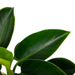 Philodendron Green Princess - P17 H50 - Kamerplant 6 Philodendron Green Princess - P17 H50 - Kamerplant -Plantenzadenmest Winkel philodendron green princess p17 h50 6 1