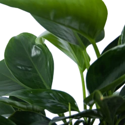 Philodendron Green Princess - P21 H70 - Kamerplant 6 Philodendron Green Princess - P21 H70 - Kamerplant -Plantenzadenmest Winkel philodendron green princess p21 h70 6