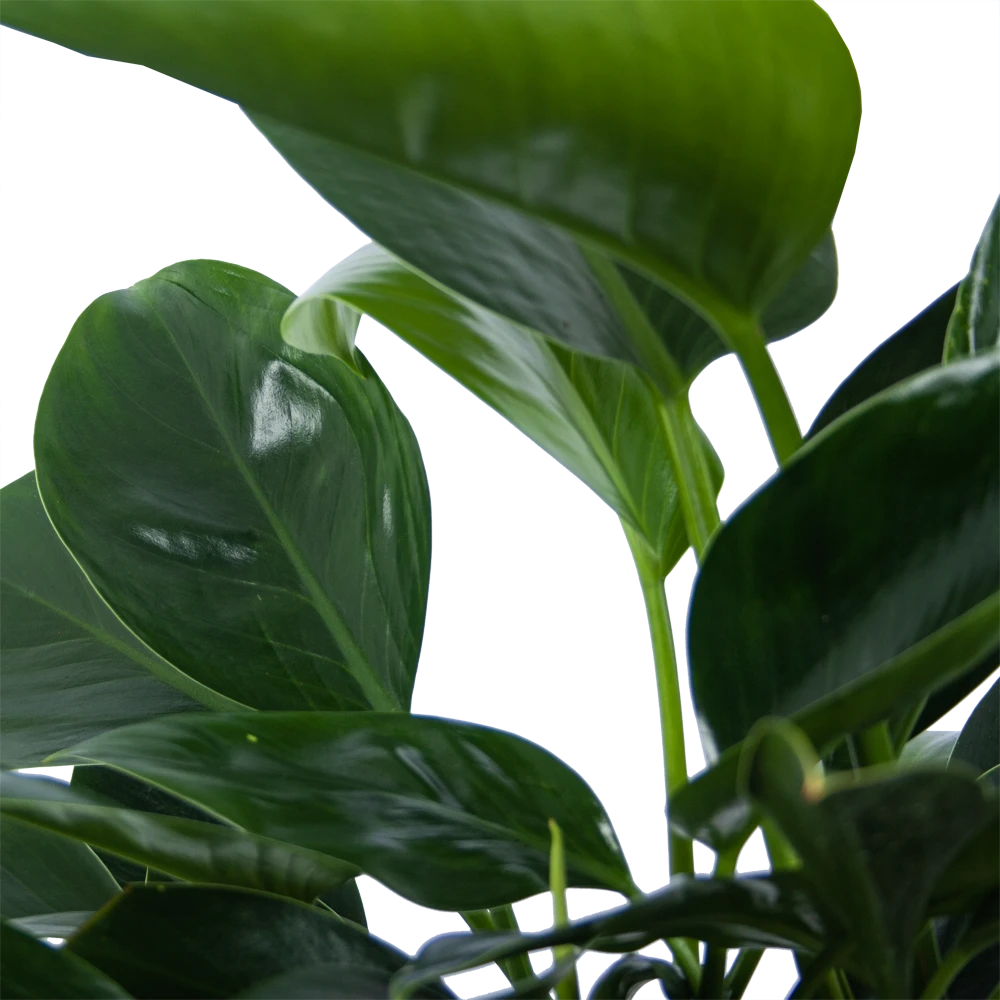 Philodendron Green Princess - P21 H70 - Kamerplant 3 Philodendron Green Princess - P21 H70 - Kamerplant - Afbeelding 3