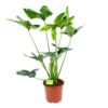 Philodendron Green Wonder - P19 H75 - Kamerplant