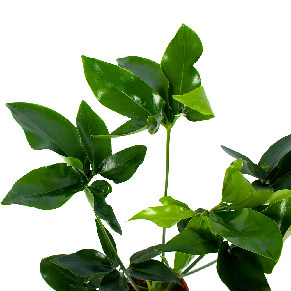 Philodendron Green Wonder - P19 H75 - Kamerplant 2 Philodendron Green Wonder - P19 H75 - Kamerplant - Afbeelding 2