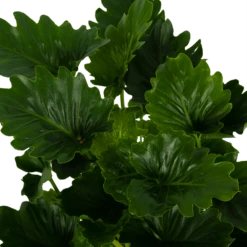 Philodendron Grizzly - P21 H55 - Kamerplant -Plantenzadenmest Winkel philodendron grizzly p21 h55 6