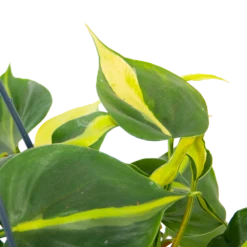 Philodendron Scandens Brasil - In Hangpot - P14 H35 - Kamerplant 6 Philodendron Scandens Brasil - In Hangpot - P14 H35 - Kamerplant -Plantenzadenmest Winkel philodendron scandens brasil in hangpot p14 h35 6 1