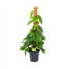 Philodendron Scandens Brasil Op Mosstok - P17 H75 - Kamerplant
