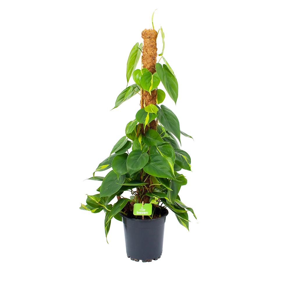 Philodendron Scandens Brasil Op Mosstok - P17 H75 - Kamerplant 1 Philodendron Scandens Brasil Op Mosstok - P17 H75 - Kamerplant