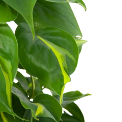 Philodendron Scandens Brasil Op Mosstok - P17 H75 - Kamerplant 6 Philodendron Scandens Brasil Op Mosstok - P17 H75 - Kamerplant -Plantenzadenmest Winkel philodendron scandens brasil op mosstok p17 h75 6 1