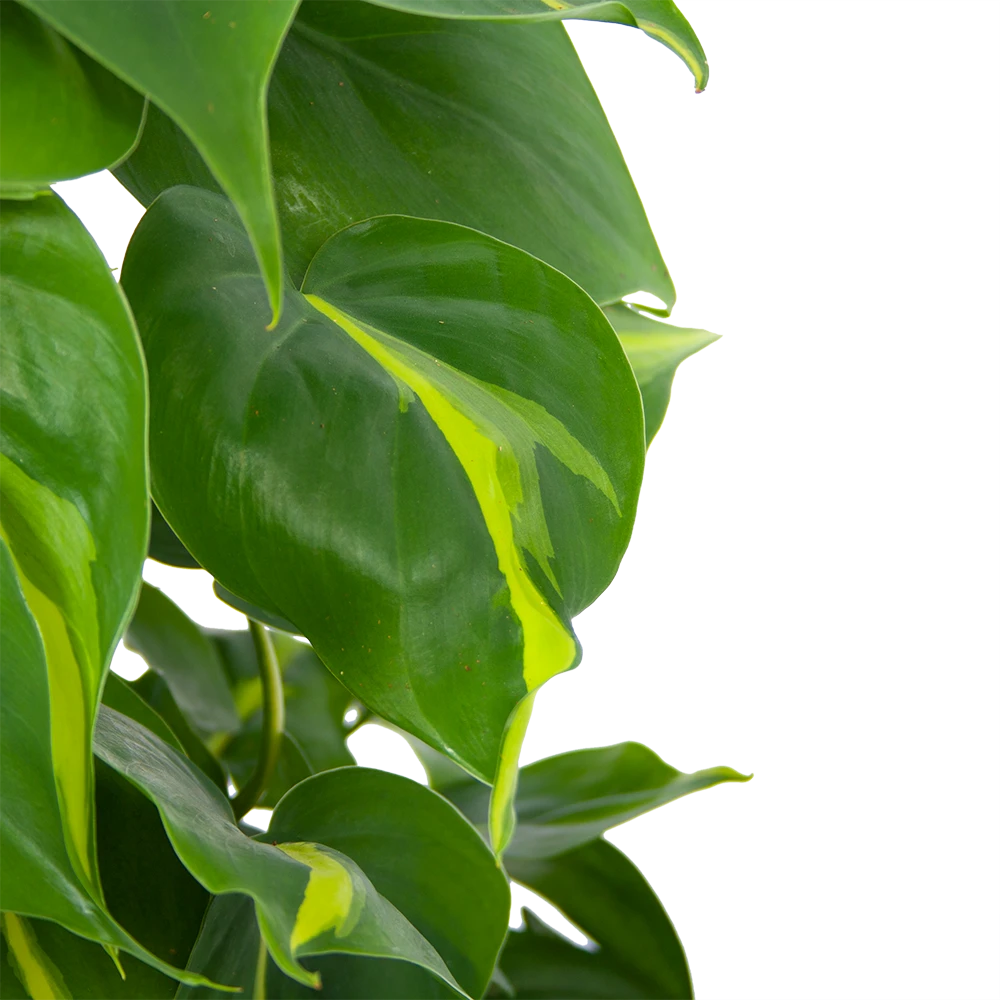 Philodendron Scandens Brasil Op Mosstok - P17 H75 - Kamerplant 3 Philodendron Scandens Brasil Op Mosstok - P17 H75 - Kamerplant - Afbeelding 3